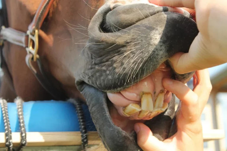 5 Gründe, warum Medical Training für jedes Pferd zum Pflichtprogramm gehören sollte