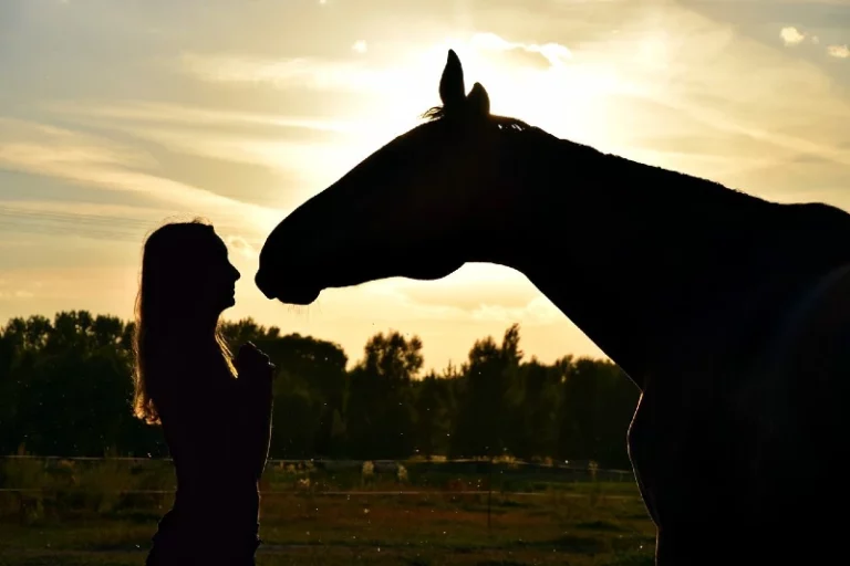 Das Pferd – mein Freund und Partner?